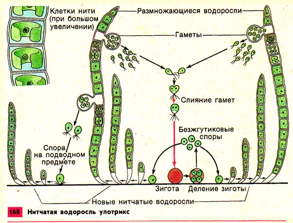 Размножение водорослей картинки